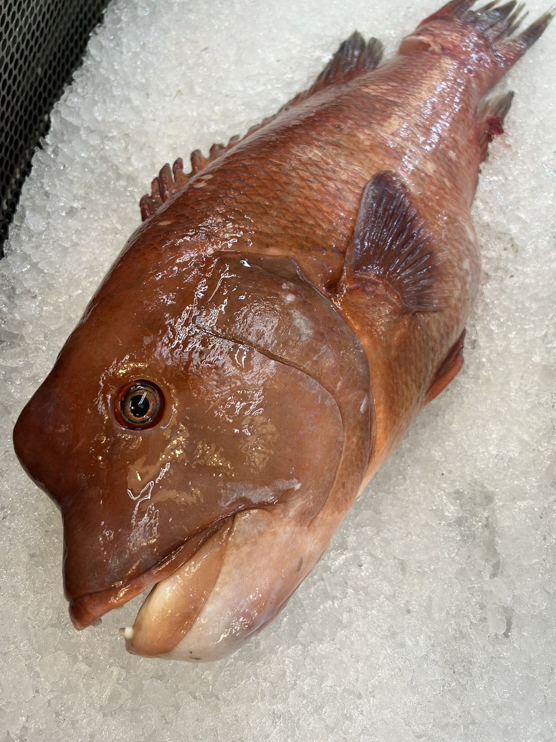 コブダイ様専用 (コブダイの釣果・釣り情報まとめ【2024年最新 コブダイ様専用 (コブダイの釣果・釣り情報まとめ【2024年最新